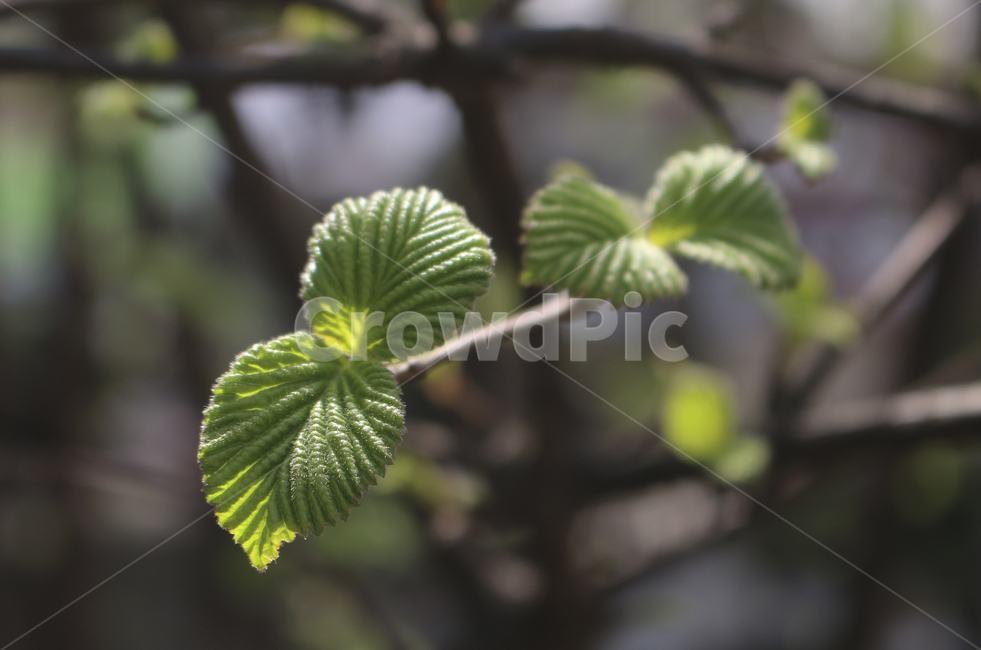 plant,식물,leaf,잎,bud,싹,새싹,green,초록,푸른,봄,spring,tree,나무,sprout