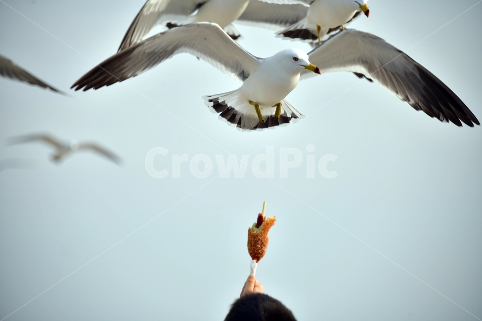 동물,새,갈매기,seagull,bird,animal,핫도그,사냥