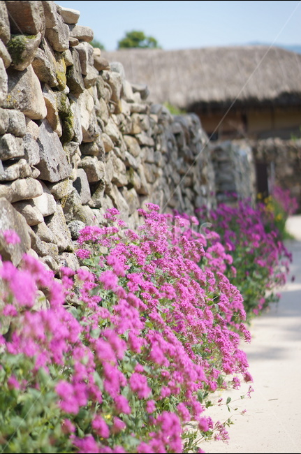 외암리,풍경,5월,맑음,꽃,식물,자연,plants,nature,꽃,flower