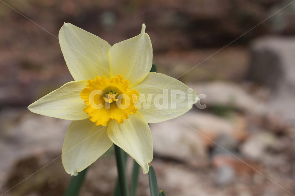 수선화,봄,봄꽃,꽃,풍경사진,풍경,자연,잎,근접사진,접사,봄,계절,spring,season,식물,자연,plants,nature,꽃,flower,plant,blossom