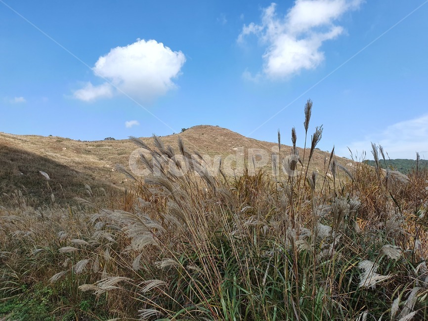 갈대,가을하늘,갈대밭,자연,nature,억새밭,화왕산,가을,오솔길,푸른하늘,풍경,억새,하늘색,field,plant,식물,hill,outdoors,구름,언덕,autumn,naturephotography,grass,잔디,lawn,reed,자연,풍경,nature,landscape