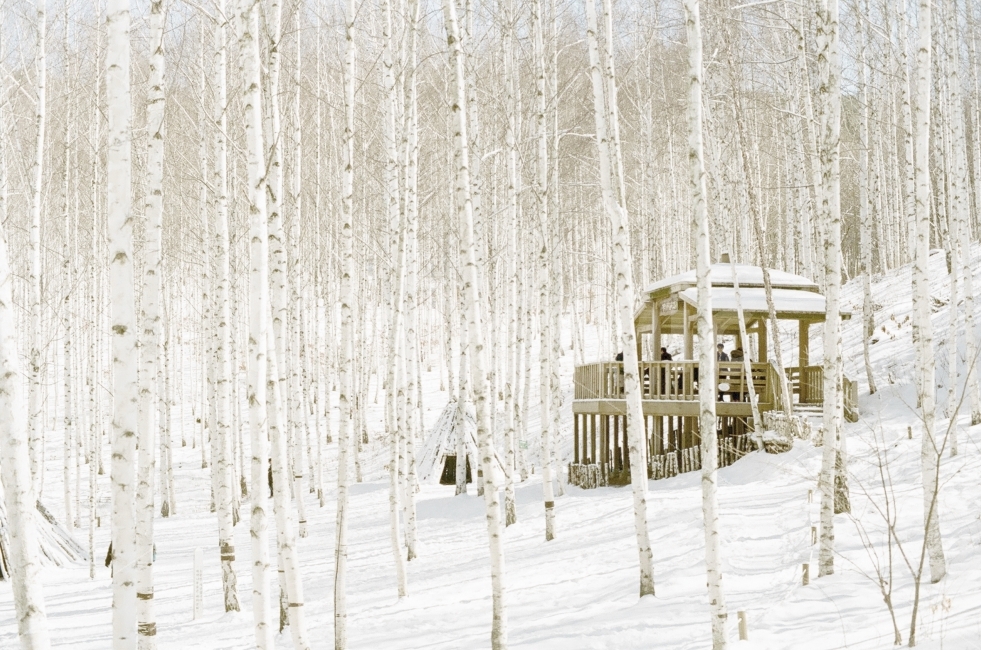 birch trees,Inje,emotion,snow scene,birch forest,snow,film photo,Inje birch forest,winter,emotional photo,landscape