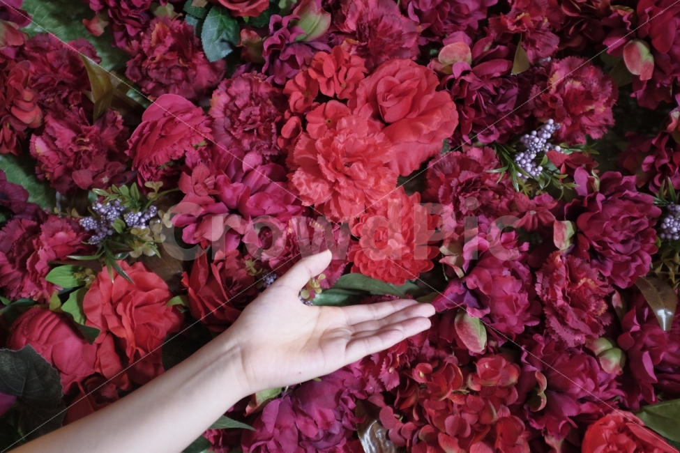 여름,사진,풍경,꽃,예술,식물,자연,plants,nature,꽃,flower,사람,인물,인간,human,person
