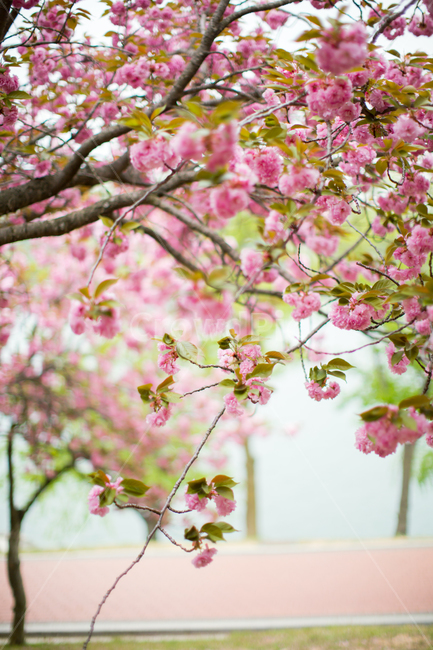 봄,벚꽃,겹벚꽃,분홍색,꽃,플라워,분홍분홍,꽃나무,꽃놀이,flower,doublecherryblossoms,cherryblossoms