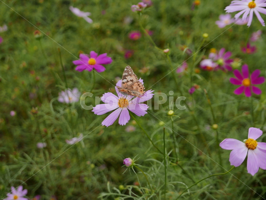 나비,flower,꽃,plant,식물,blossom