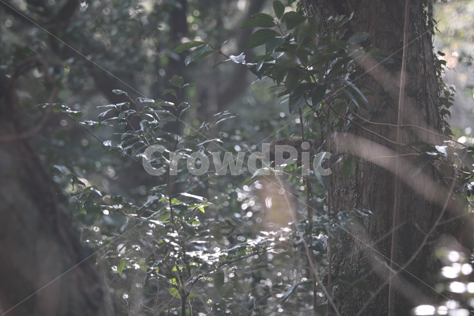 숲,나무,산,가지,잎,풍경,자연,식물,자연,plants,nature