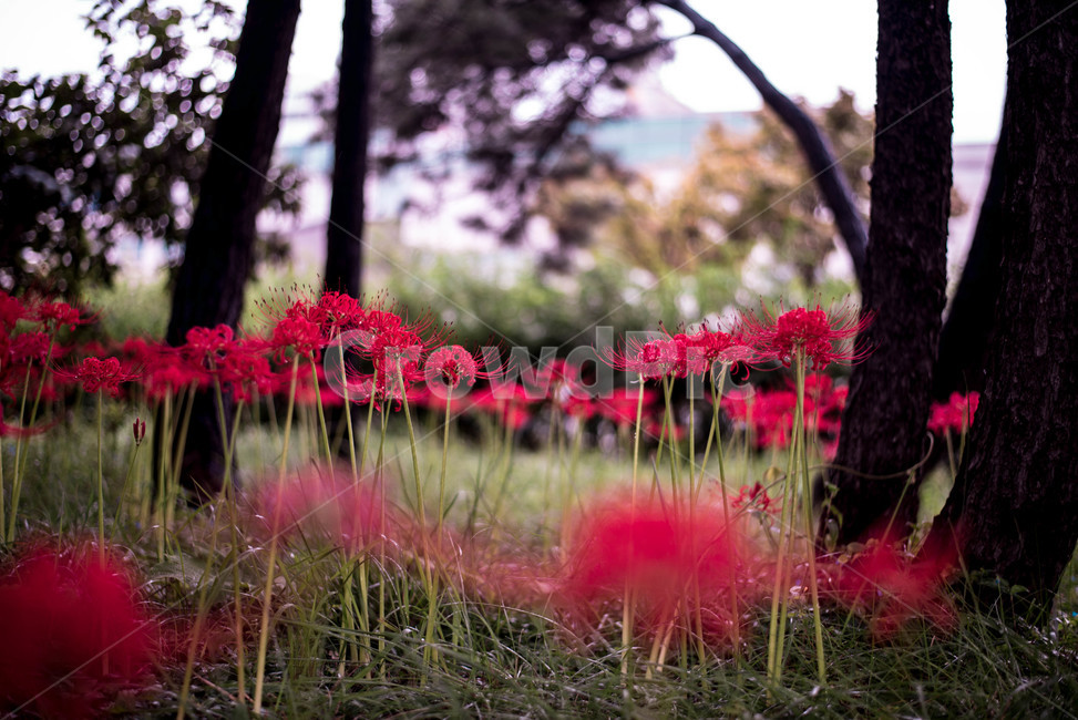 꽃무릇,가을꽃,상사화,붉은꽃,꽃,식물,자연,plants,nature,꽃,flower
