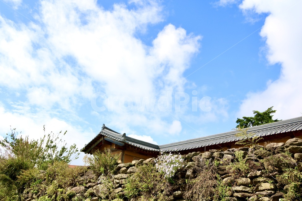 outdoors,nature,자연,옥외,농촌,돌담,야새화,하늘,한옥