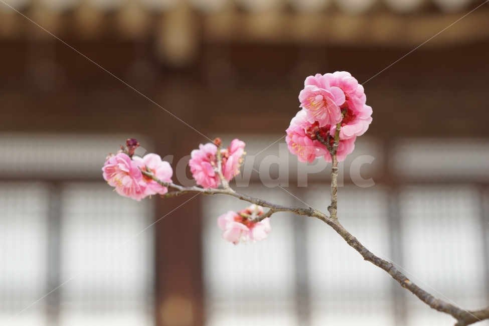 꽃,홍매화,한옥,문,자연,봄,계절,spring,season,식물,자연,plants,nature,꽃,flower,plant,blossom