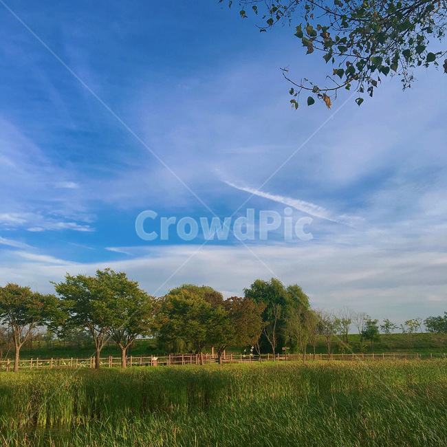 정원,나무,자연,nature,field,들,하늘,sky