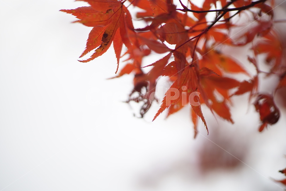 단풍,maple,나무,tree,식물,plant,잎,가을,계절,fall,autumn,season,leaf