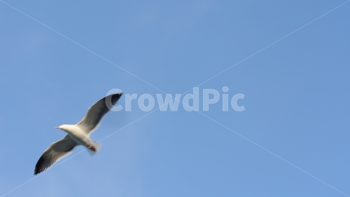 animal,동물,bird,새,flying,나는,하늘,동물,animal,조류,새,birds