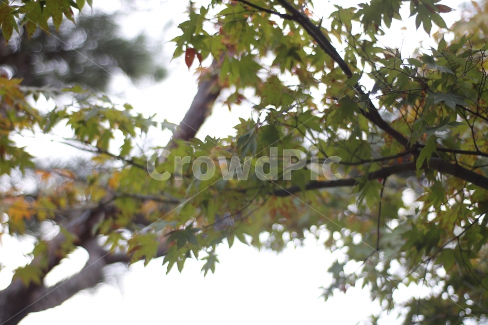 단풍잎,나무,나뭇잎,녹색,하늘,식물,자연,plants,nature