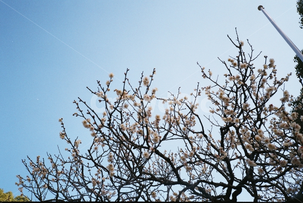 매화,꽃,blossom,flower,plant,하늘,sky,봄,spring,봄,계절,spring,season