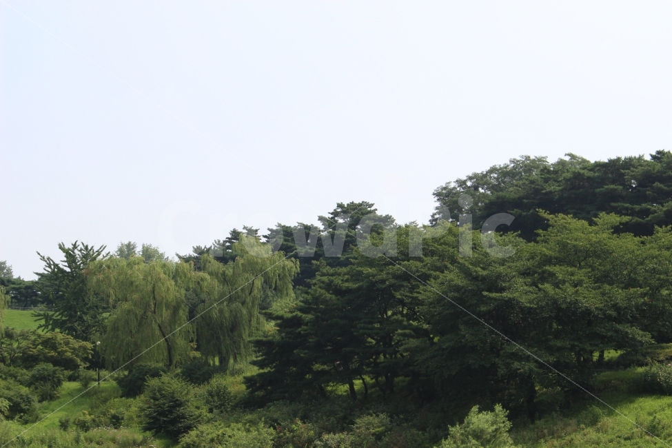 하늘,나무,자연,야외,공원,정원,풍경,자연,풍경,nature,landscape,tree,plant,식물