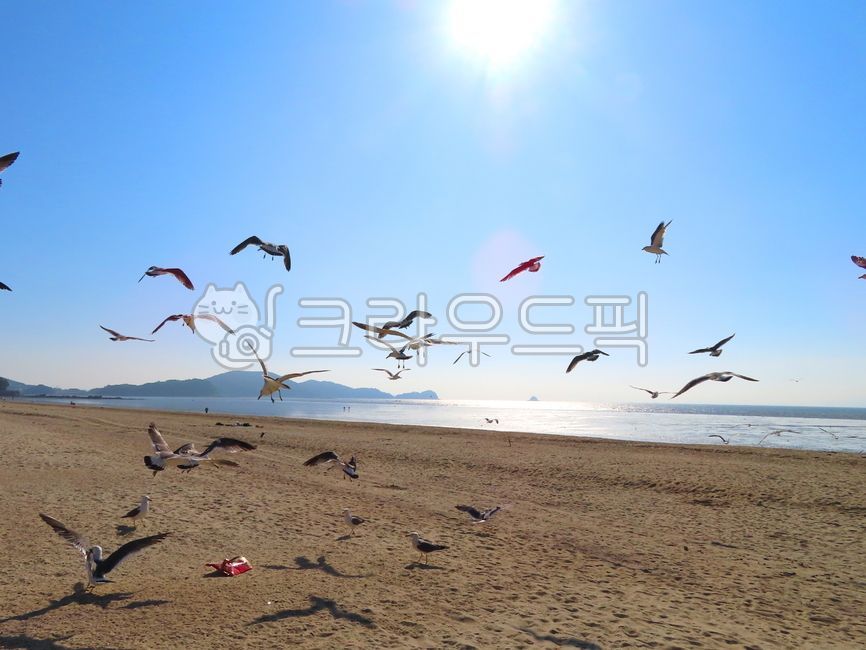 blue sky,birds,sun,trail,Beach,Coast,bird,clear weather,Seagull,sky,nature,clear sky,Birds,flock of birds,blacktailed gull,waterfowl,sand,sunlight,ocean,light,animal,walking path,wing