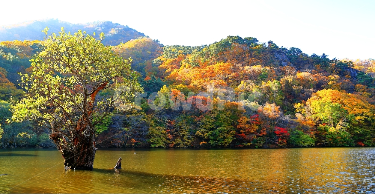 청송,주산지,단풍,아침,가을,가을,계절,fall,autumn,season,자연,풍경,nature,landscape,한국자연풍경,한국자연경관,korea nature landscape,plant,식물,tree,나무,water,물,outdoors,옥외