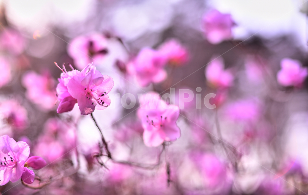 진달래꽃,감성사진,봄꽃,보케,빛망울,몽환적,진달래,플레어,두견화,분홍색꽃,꽃봉오리,필링,느낌,feeling,sensible,emotional,진분홍색,flare,핑크색꽃,pink,plant,식물,blossom,꽃,flower,나무꽃,야외,옥외,아웃도어,배경,바탕,백그라운드,background,outdoor