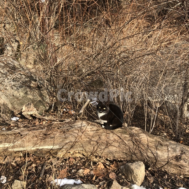 고양이,길고양이,들고양이,검은고양이,산고양이,동물,animal,포유류,mammal,고양이,cat,kitten,kitty