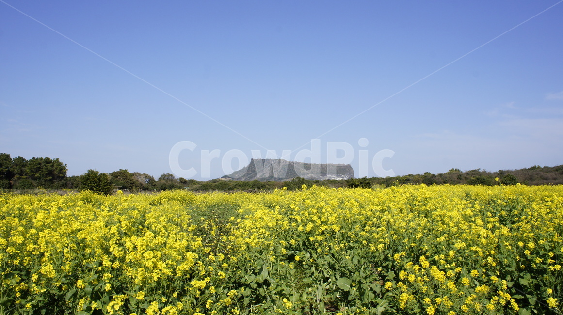 유채꽃,한라산,제주도,봄꽃,노란꽃,유채꽃밭,자연,풍경,jeju,spring,flowers,하늘,sky,노란색,봄,계절,spring,season,자연,풍경,nature,landscape,제주도,jeju,jeju island,outdoors,옥외,grassland,목초지,field,들,farm,농장,rural,농촌,meadow