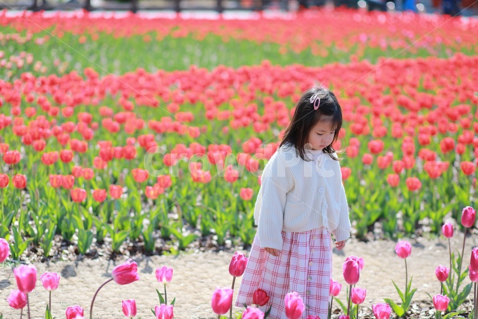 봄,튤립,아이,꽃놀이,감성,사람,인물,인간,human,person,어린이,어린아이,child,children,kid