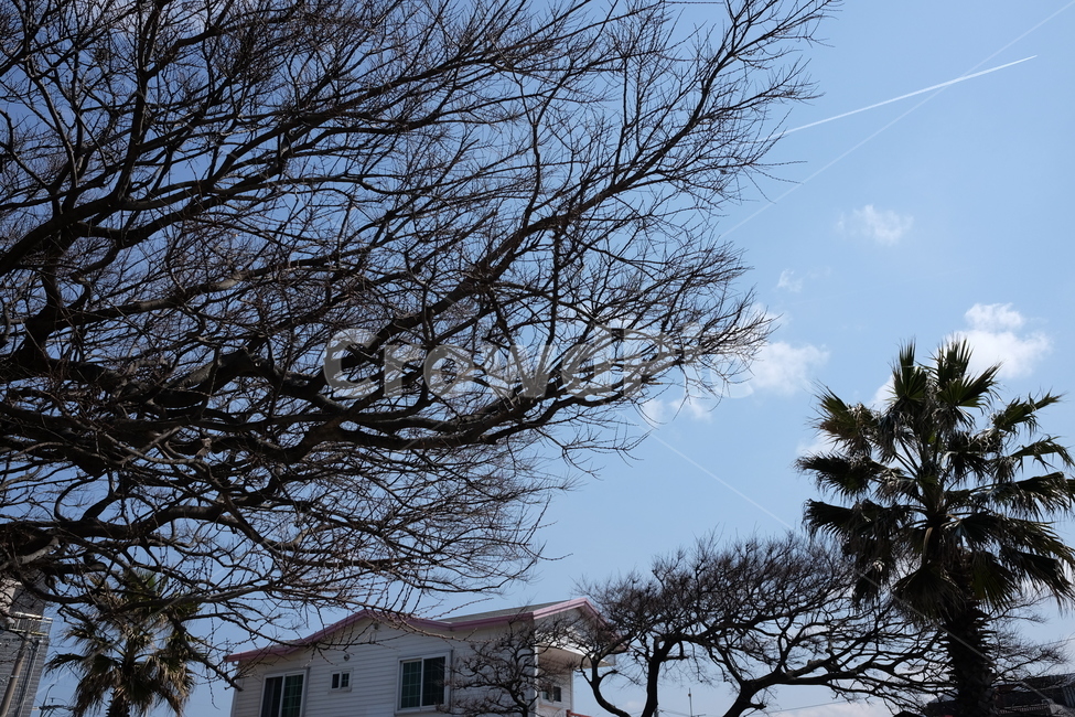 하늘,구름,나무,나뭇가지,자연,배경,풍경,제주,맑음,쾌청,여행,관광,자연,풍경,nature,landscape,식물,plants,나무,trees,wood,tree,plant,outdoors,옥외