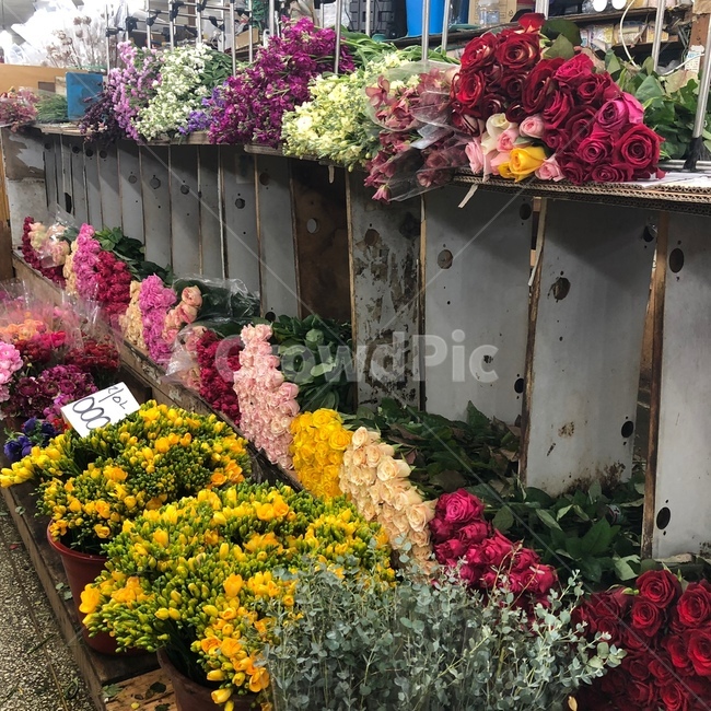 plant,꽃,blossom,flower,꽃시장,식물,자연,plants,nature,꽃,flower