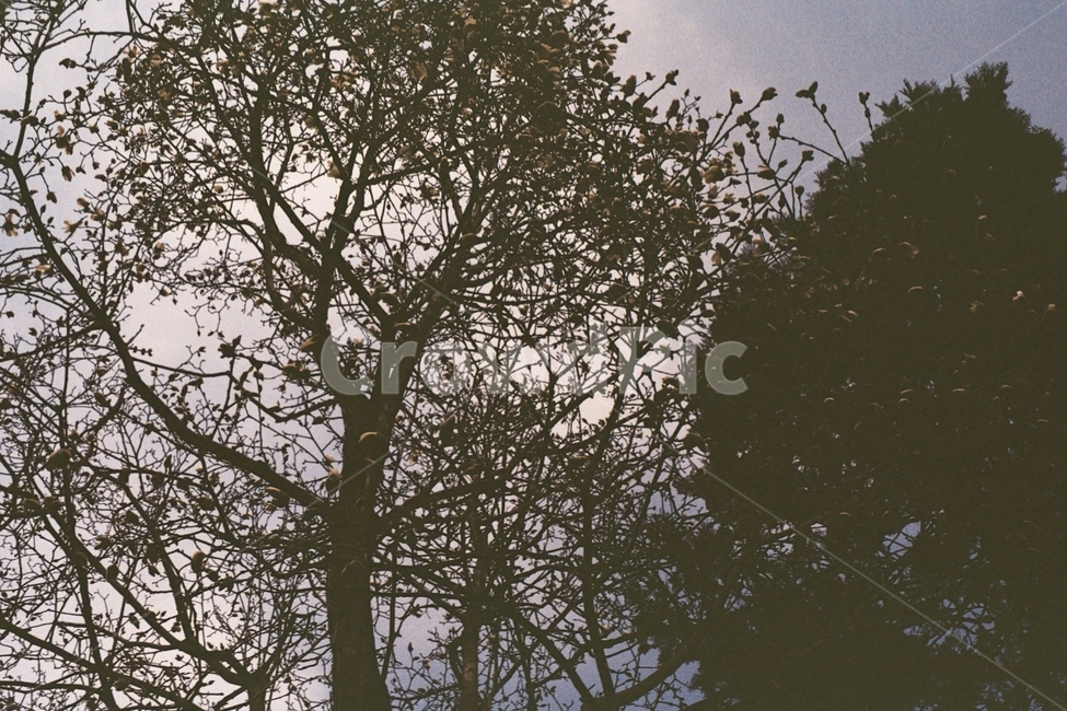 역광,나무,나무그림자,무서움,어두움,식물,자연,plants,nature,나무,trees,wood