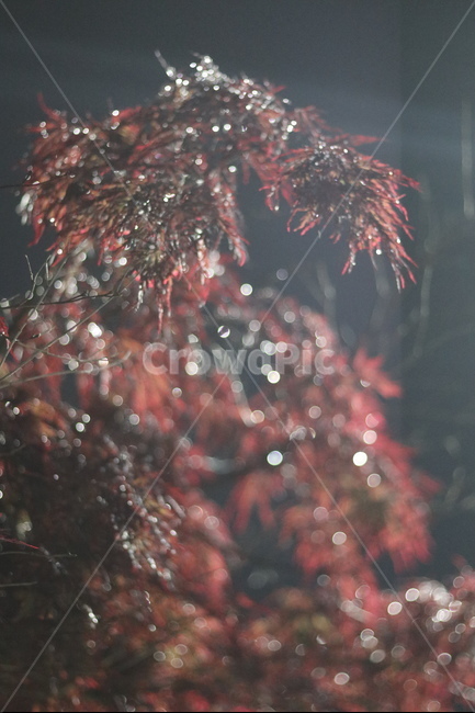 야경,우중,단풍,붉음,보케,가을,계절,fall,autumn,season,식물,자연,plants,nature,plant,tree,나무,ornament,장식,christmas tree,크리스마스 트리,outdoors,옥외