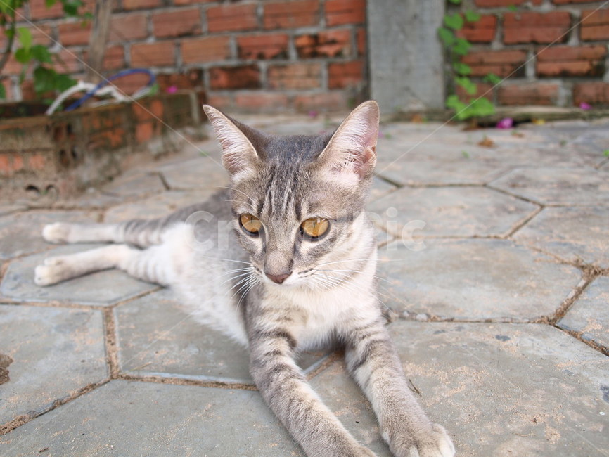 고양이,아기고양이,cat,kitten,반려묘