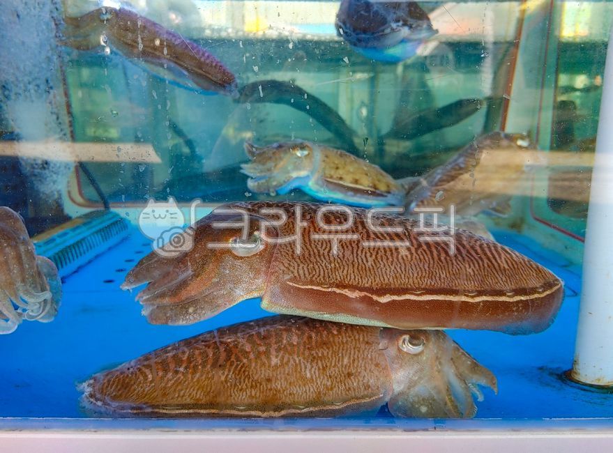 alive,Biology,fish market,highquality fish,cuttlefish,ours,native,raw fish,ingredients,marine life,seafood,natural product,cooking ingredients,water,food,aquarium,Squid family,background,fish,animal,edible,domestically produced,mollusk