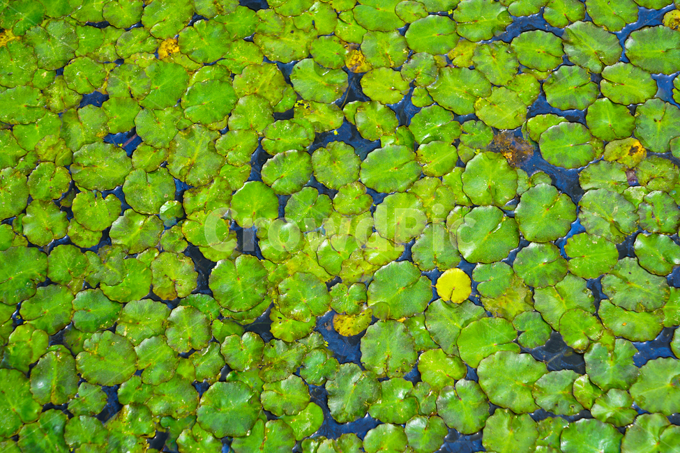 미니연,연잎,왕송학습공원,연밭,홍일점연,노란색연잎,식물,자연,plants,nature
