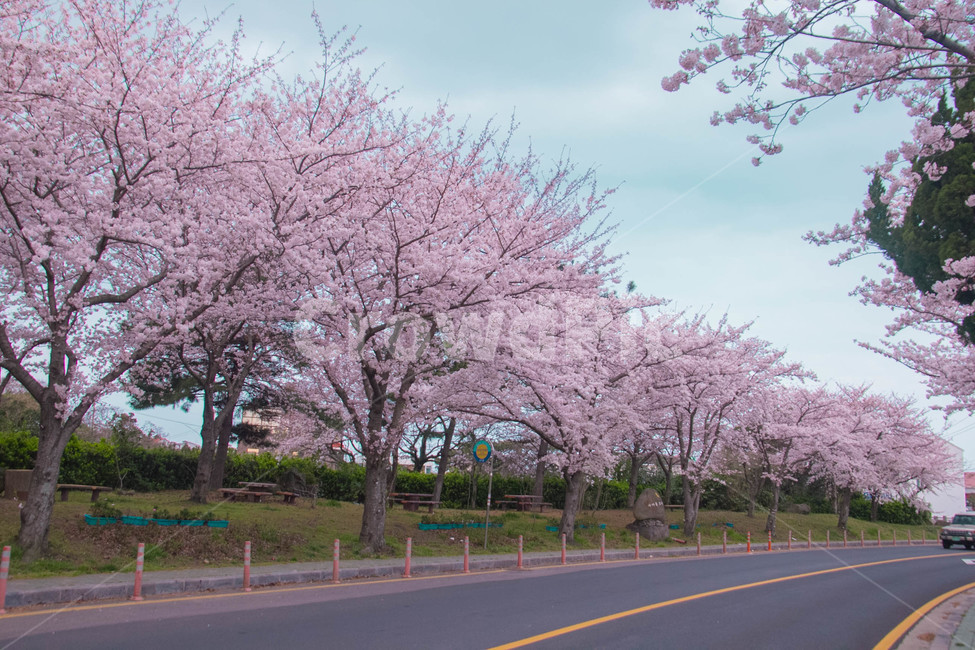 벚꽃,봄꽃,cherryblossom,봄분위기,spring,꽃