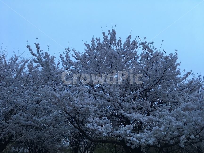 벛꽃,저녁,서울숲,봄,벛꽃놀이,꽃,나들이,봄,계절,spring,season,식물,자연,plants,nature,나무,trees,wood,tree,plant