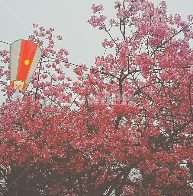 plant,식물,dusk,cherryblossoms,벚꽃,식물,자연,plants,nature,꽃,flower,나무,trees,wood