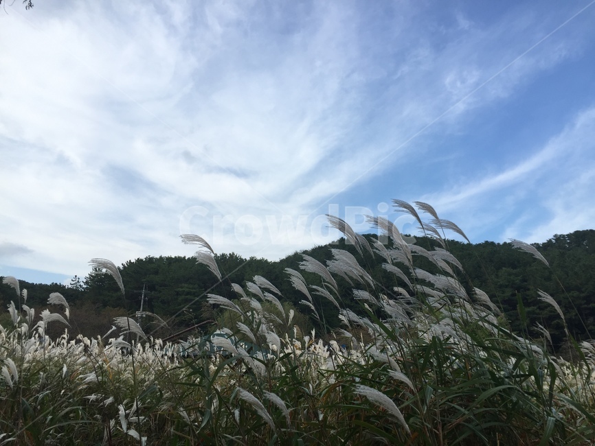 자연,하늘,억새,nature,silvergrass,가을,계절,fall,autumn,season,plant,식물,grass,잔디,lawn,reed,갈대