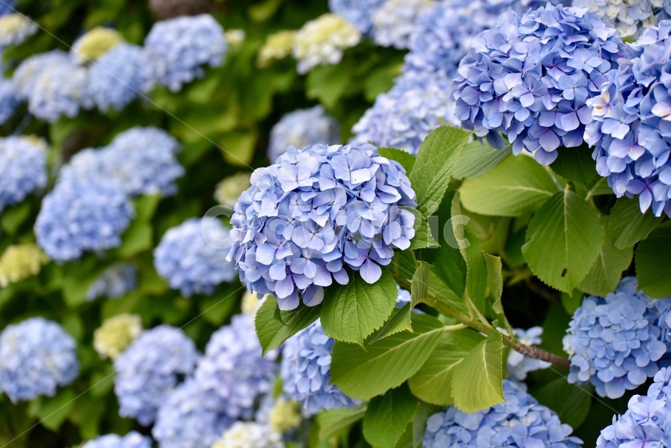 수국,보라색,파란색,꽃,flower,식물,여름,식물,자연,plants,nature,꽃,flower