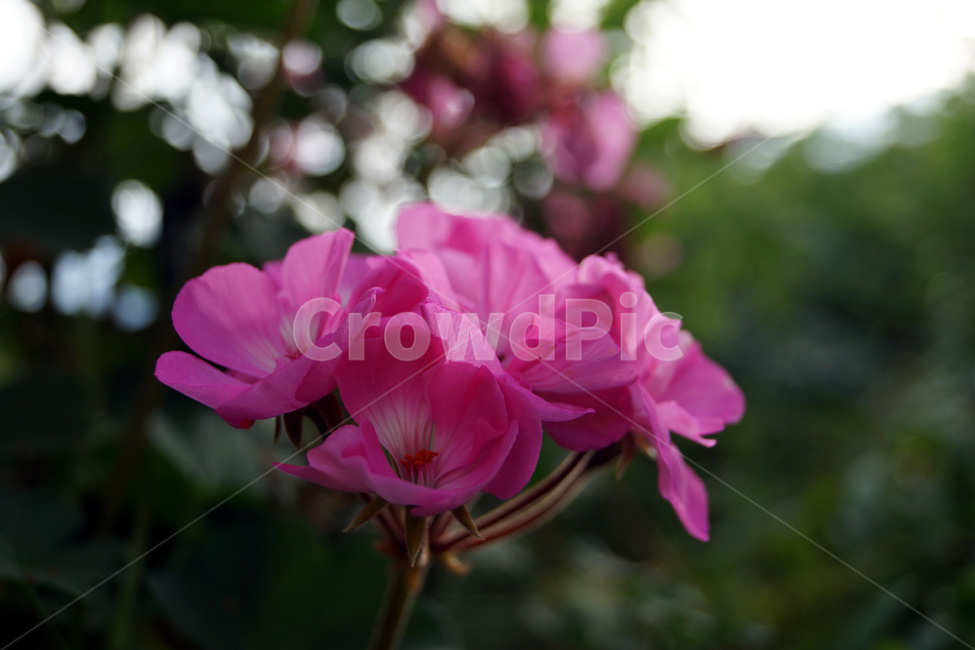 꽃,식물,자연,여름,공원,식물원,화원,flowers,plants,nature,summer,parks,botanicalgardens,flowergardens