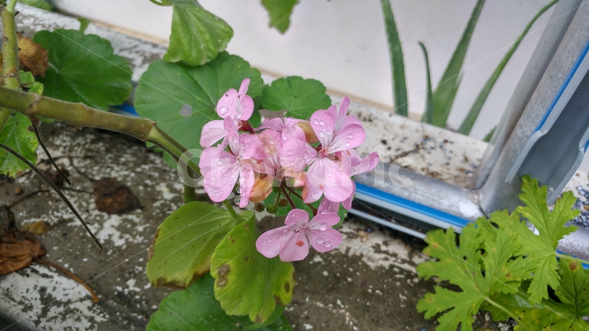 꽃,식물,flower,plant,들꽃