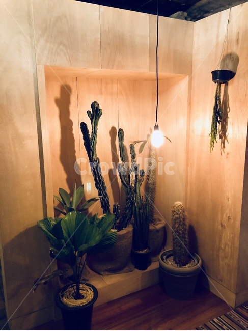 전구,불빛,연남동,선인장,식물,화분,식물,자연,plants,nature,실내용화초,화분,화초,house plant,감성,sensible,feeling,인테리어,실내디자인,interior design