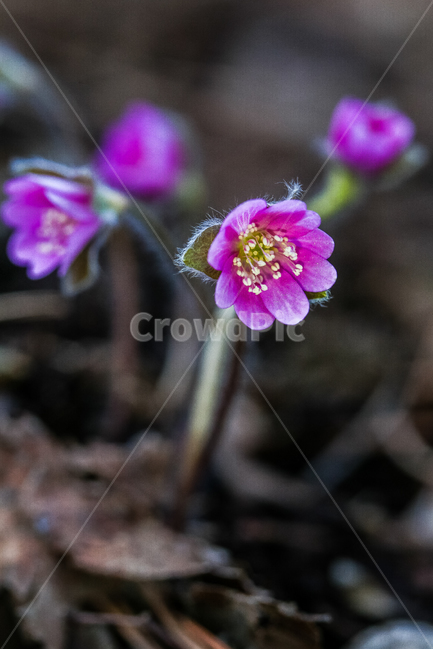 노루귀,야생화,꽃,봄,식물,flower,식물,자연,plants,nature,꽃,flower