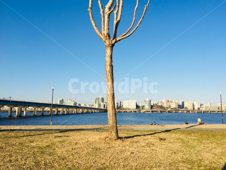 water,물,한강,나무,서울,한국,배경,감성