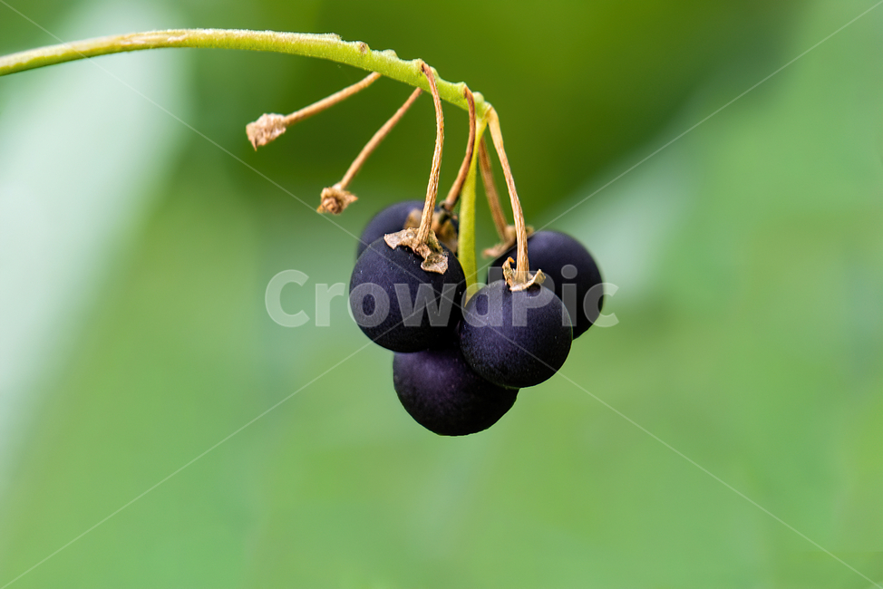 plant,식물,fruit,과일,food,과일,열매,fruit