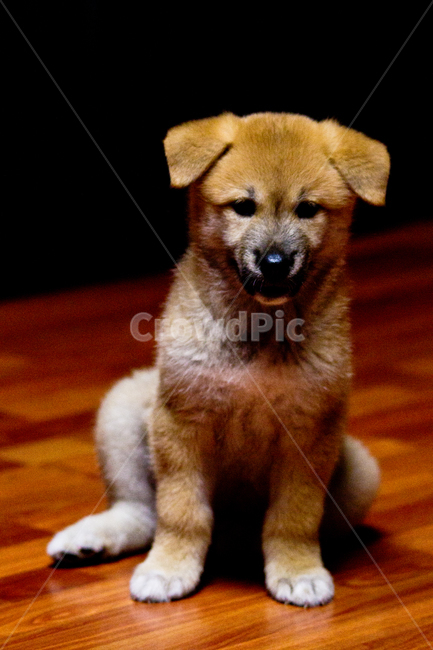 강아지,토종견,반려견,개,누렁이,동물,animal,포유류,mammal,개,강아지,dog,doggy