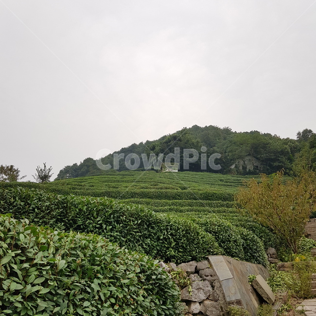outdoors,자연,밭,롱징차,녹차,nature,자연,풍경,nature,landscape