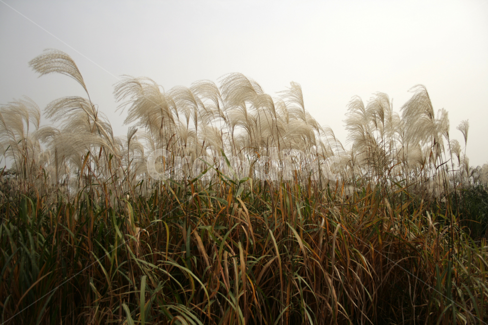 가을,억새,식물,억새풀,풀,가을,계절,fall,autumn,season,자연,풍경,nature,landscape,grass,잔디,plant,lawn