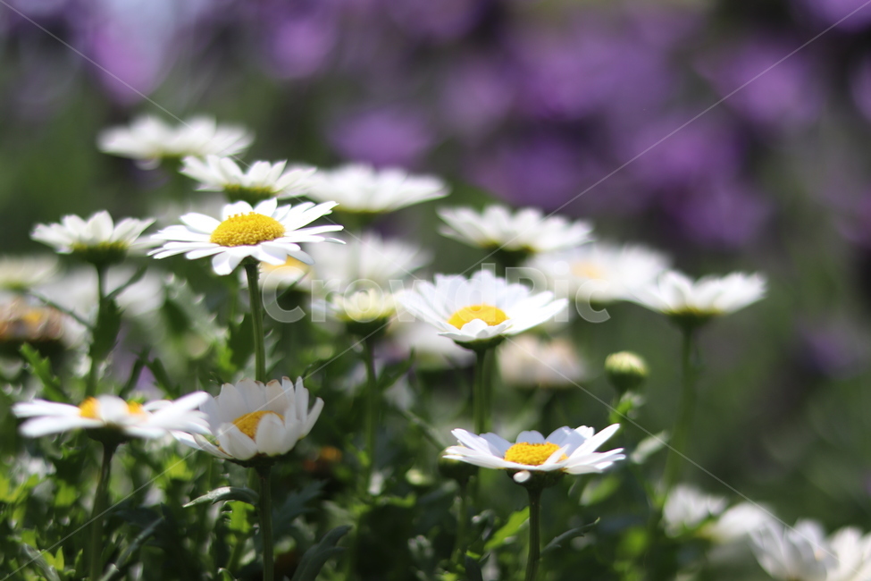 민들레,꽃,식물,plant,blossom,flower,하얀꽃,식물,자연,plants,nature,꽃,flower