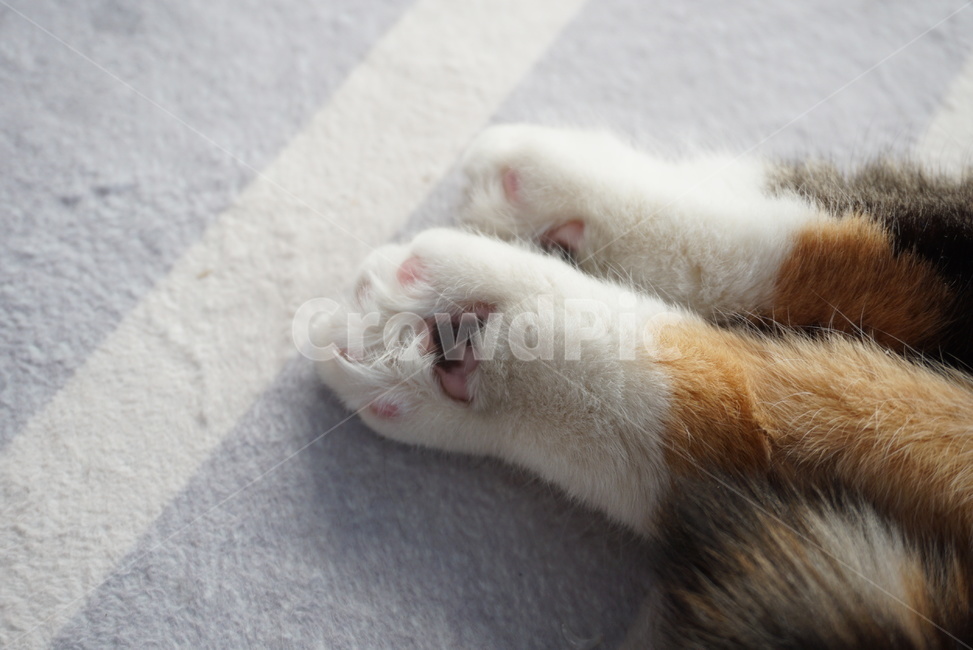 cat,고양이,반려동물,애완동물,고양이발바닥,동물,animal,포유류,mammal,고양이,cat,kitten,kitty