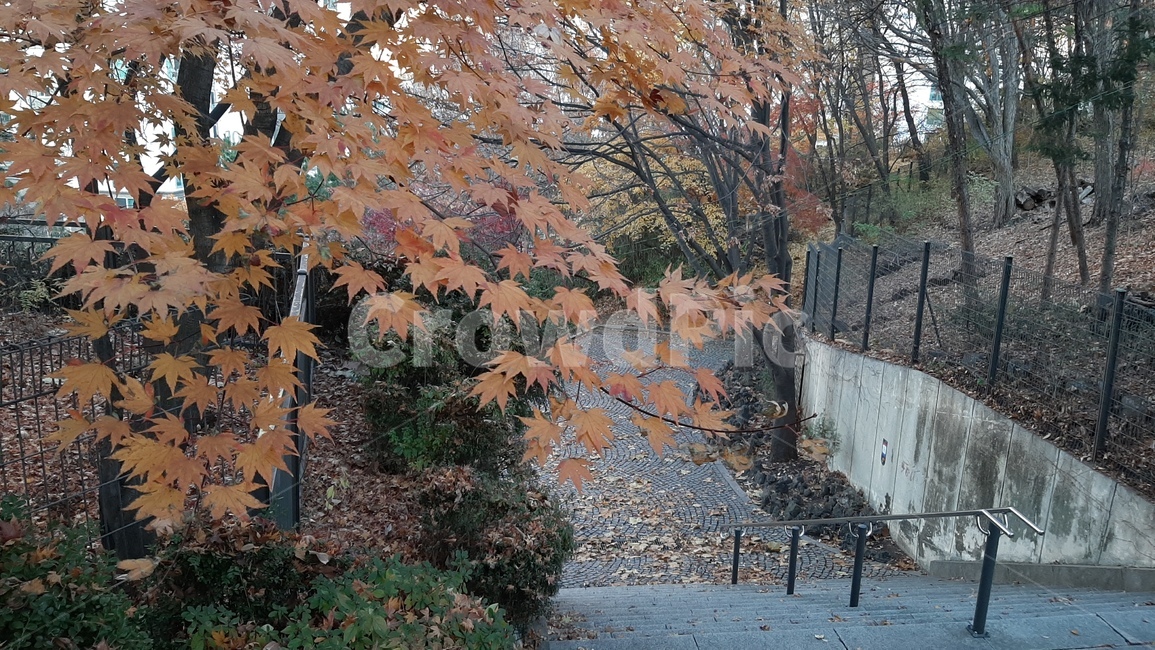 가을풍경,공원,leaf,tree,나무,잎