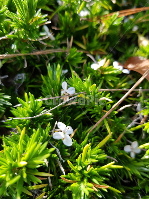 싱그러움,식물,푸르름,흰꽃,plant,꽃